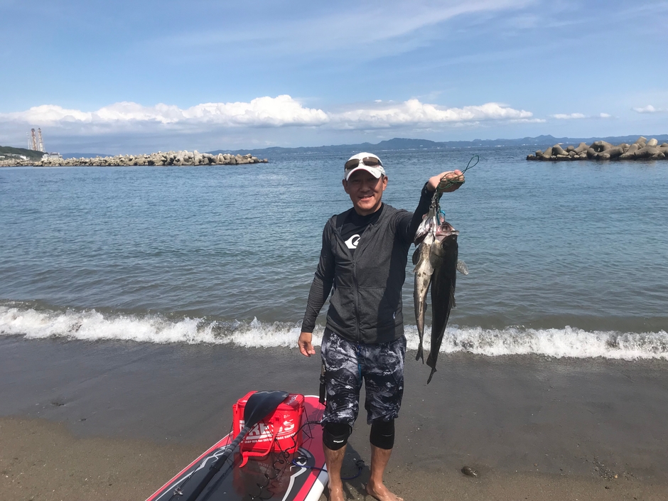 シーバスが大漁です