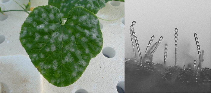 特定の農薬に耐性を示すメロンうどんこ病菌の菌叢(左)と分生子柄(右)
