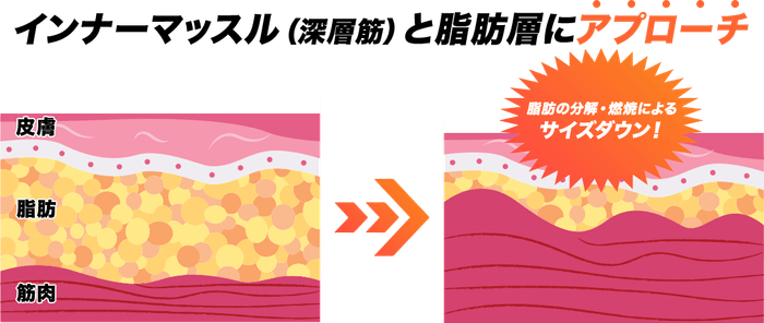 脂肪の分解・燃焼効果
