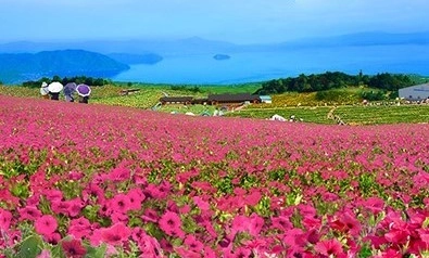 箱館山ゆり園は『びわこ箱館山』へ名称を改め、7月18日(土)より ペチュニアやコキアの花畑を中心にリニューアルオープン！