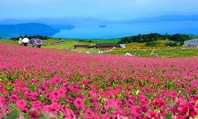 箱館山 ペチュニア畑