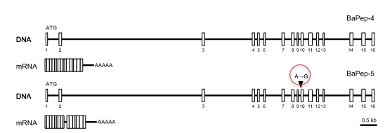 BaPep-5のPelotaでは第9イントロンのスプライシング部位でのAからGへの一塩基の置換により、スプライシングに異常が生じ、mRNAから第9イントロンが正しく切り出されない。