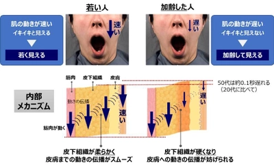 工学院大学、肌の動きのタイムラグによる老化印象の原因を解明 ～ポーラ化成工業との共同研究成果を世界的に権威ある 化粧品技術者学会で発表～