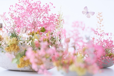 SAKURA WEEK