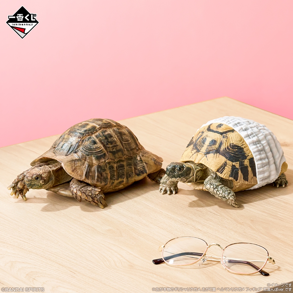 C賞:ヘルマンリクガメ フィギュア 部屋んぽver.(イメージ1)