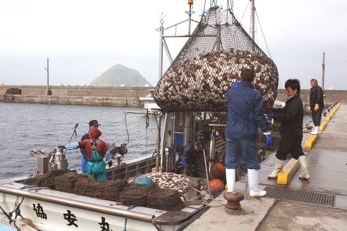 青森県産ほたて水揚げ