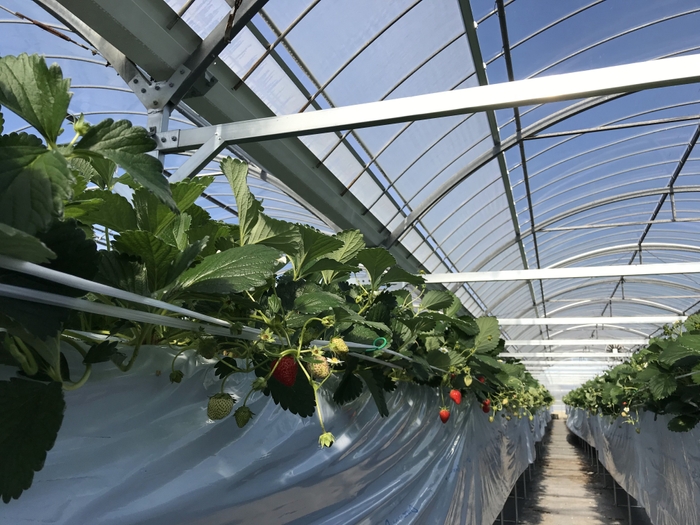 AIいちご【よつぼし】苗