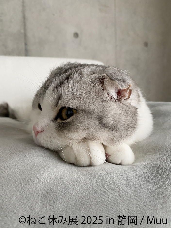 ねこ休み展 展示作品：Muu