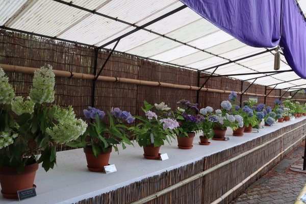 あじさい展（令和6年度撮影）