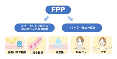 FPPによる皮膚のコラーゲン産生促進と微小循環改善を報告 肌の老化予防に向けた新たなインナーケアの可能性