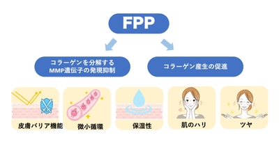 図1　FPPによる皮膚機能改善効果