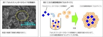 再生医療分野における画期的な研究成果　　 間葉系幹細胞の抗炎症作用を大幅に高めることに成功