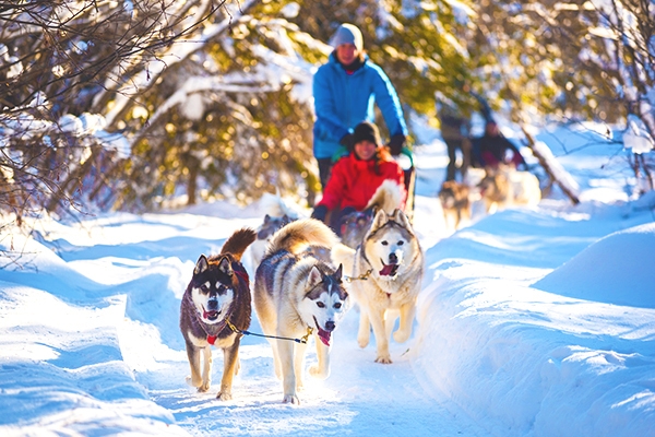 ハスキー犬たちと雪原を駆ける