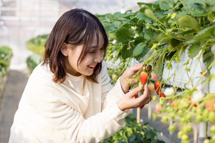 いちご狩り こもろ布引いちご園