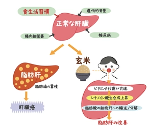 非アルコール性脂肪肝は「玄米」で予防・抑制できる！ 東京農業大学とアルファー食品の共同研究を実施