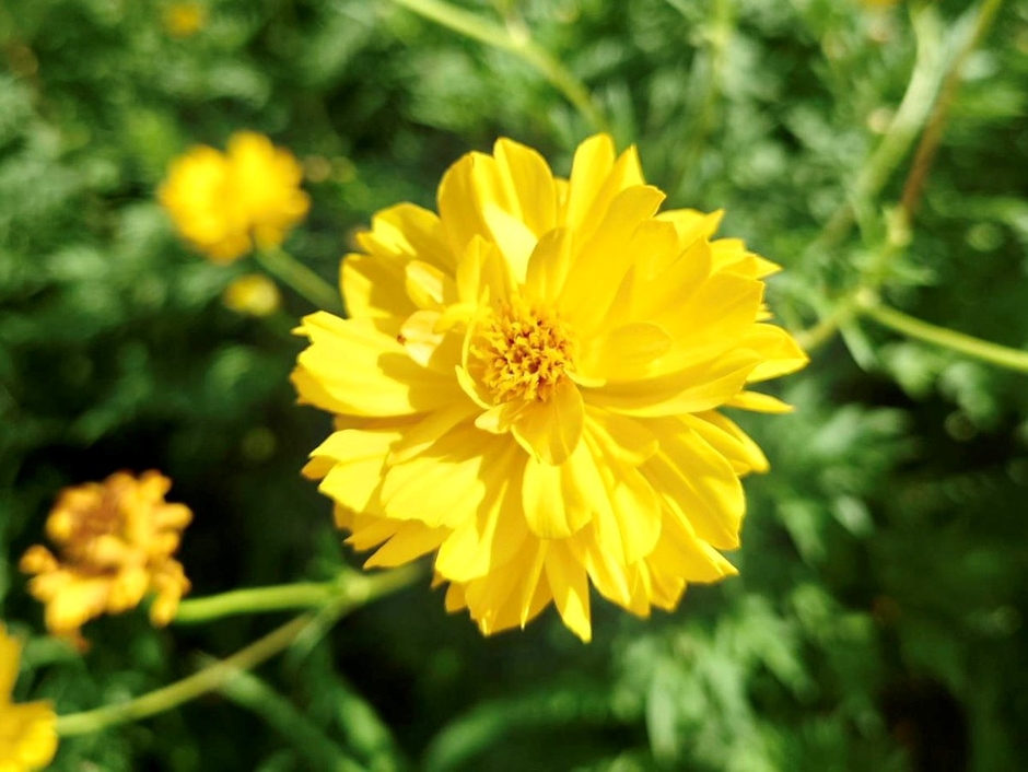 キバナコスモス(黄)