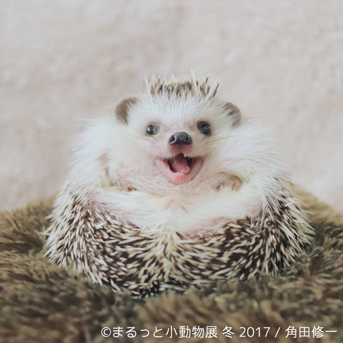 展示予定作品11