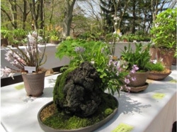 初夏の高山植物展 イメージ