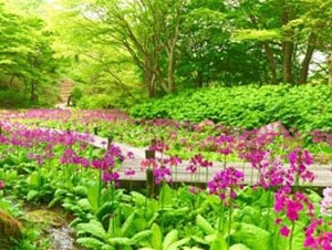 六甲高山植物園