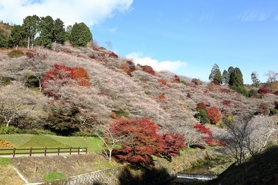 小原・四季桜2