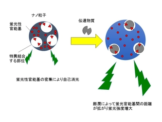 プラスチックのナノ粒子で 神経伝達物質の動きを可視化する技術を開発