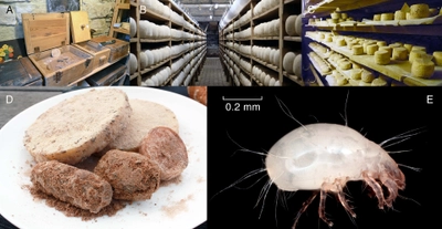 ヨーロッパで伝統的にコナダニをチーズの熟成に用いる、 3つの遠く離れたチーズ工房において、「蔵付き酵母」ならぬ 「蔵付きダニ」は同種のチーズコナダニであることを発見