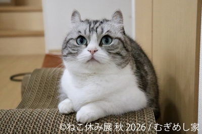 展示作品：むぎめし家