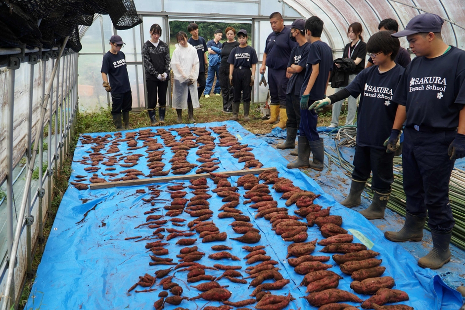 印旛特別支援学校_竹炭あり・なし      サツマイモ比較