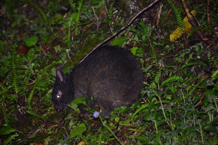 アマミノクロウサギ 撮影:篠原 太郎