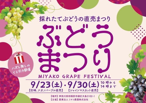 ミヤコ農園株式会社が直売イベント「ぶどうまつり」を 9月23日(土)、9月30日(土)に開催！