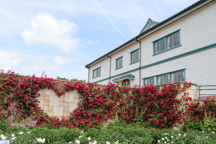 つるバラ「チェビーチェイス」をハート型に誘引した人気スポット