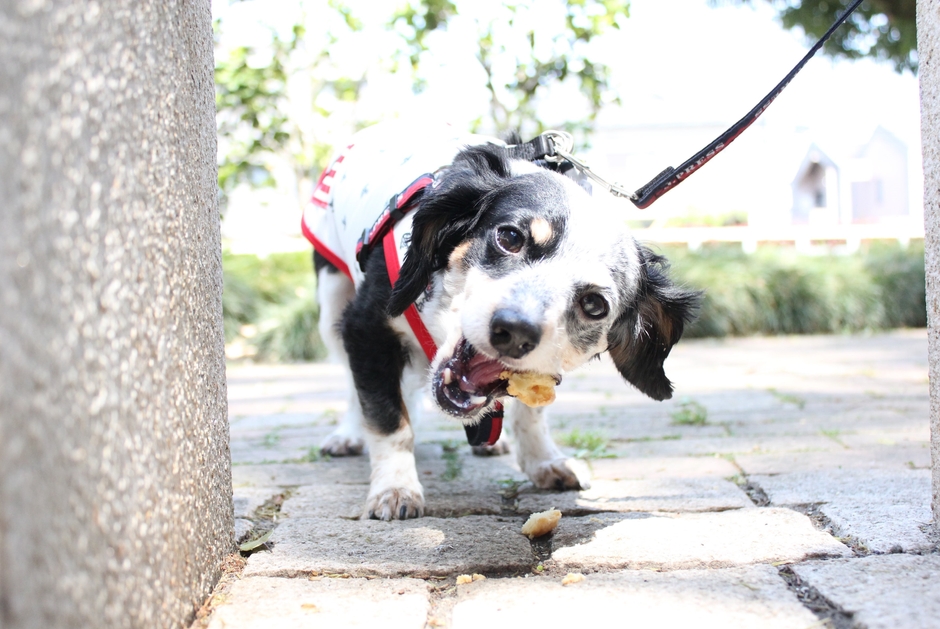 ベーグル専門店が作る犬のおやつ 1