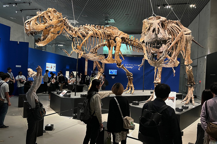 ティラノサウルスの全身骨格が並ぶ迫力満点の展示（東京・国立科学博物館で、6月18日閉幕）