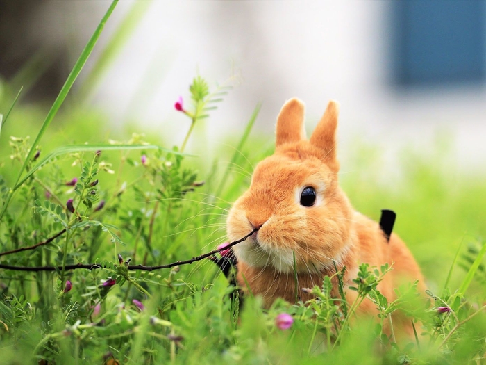 2018年版エントリー画像/ウサギ