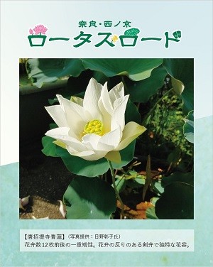 「奈良・西ノ京ロータスロード２０２５～蓮と歴史を楽しむ旅」に協力します！