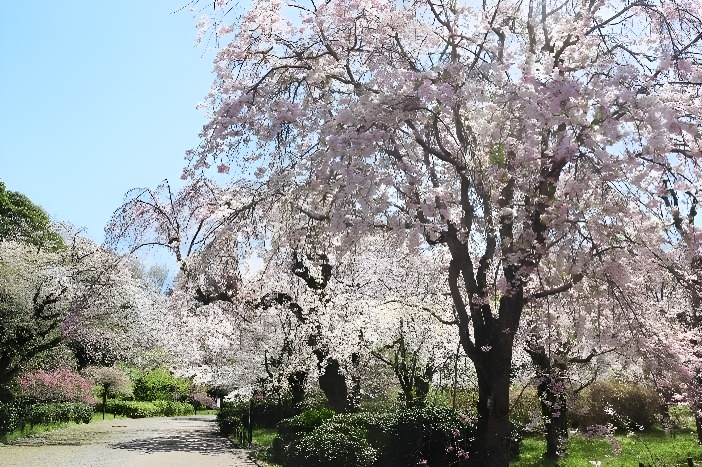 さくら園（令和７年撮影）