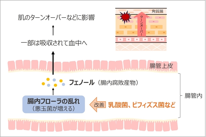 肌に対する腸内フローラの乱れの影響　イメージ図