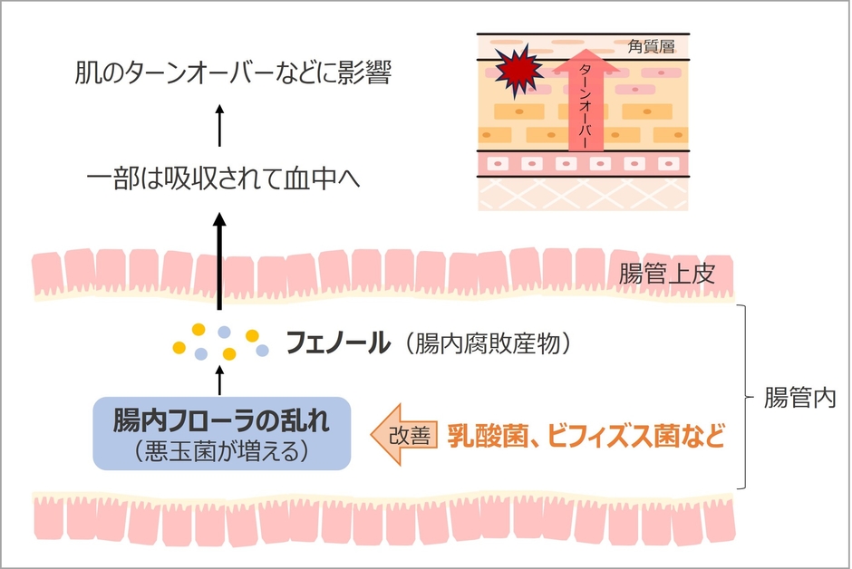 肌に対する腸内フローラの乱れの影響 イメージ図