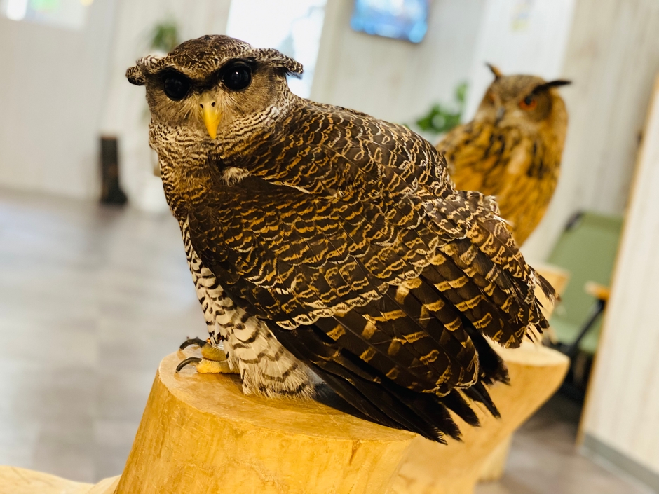 大阪・難波の猛禽類カフェ「ラプターランドシャベル」の 人気No.1を