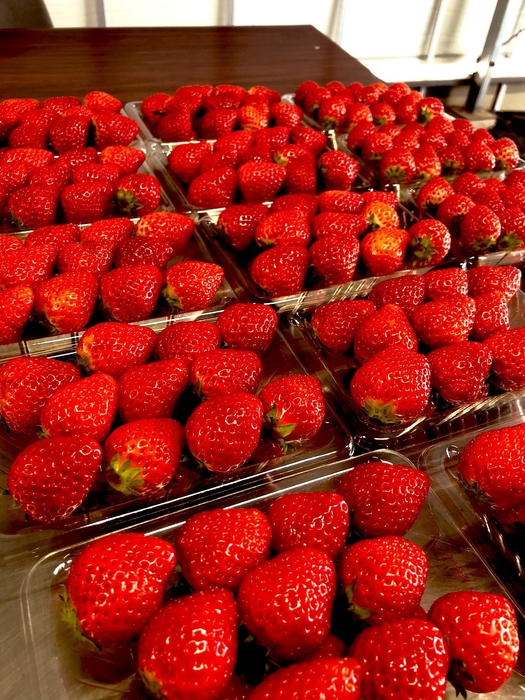 AIいちご【よつぼし】パック