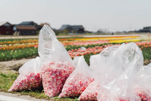 富山県で球根栽培用に摘み取られたチューリップ
