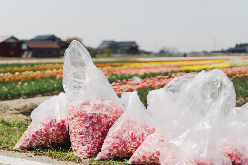富山県で球根栽培用に摘み取られたチューリップ