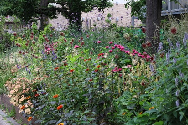 第2回神代植物公園のコンテストガーデン