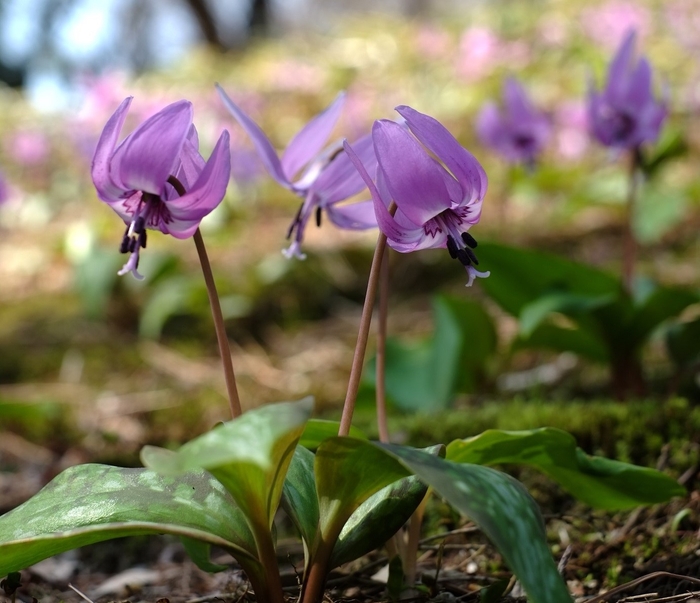 カタクリの花