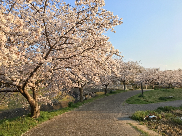 井上公園(水無瀬川緑道の桜)