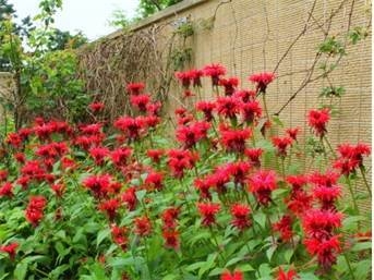 モナルダ (6月下旬~8月下旬)