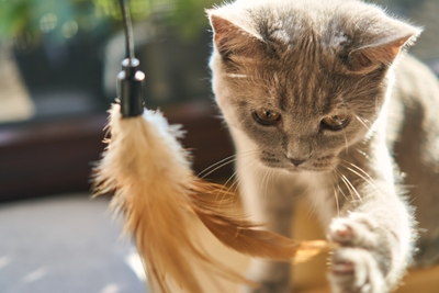 猫イメージ遊び