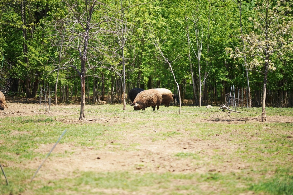 自然放牧の様子