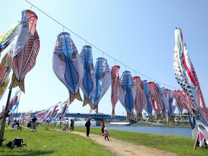 沼津の空を舞う、沼津特産 アジの「ひものぼり」