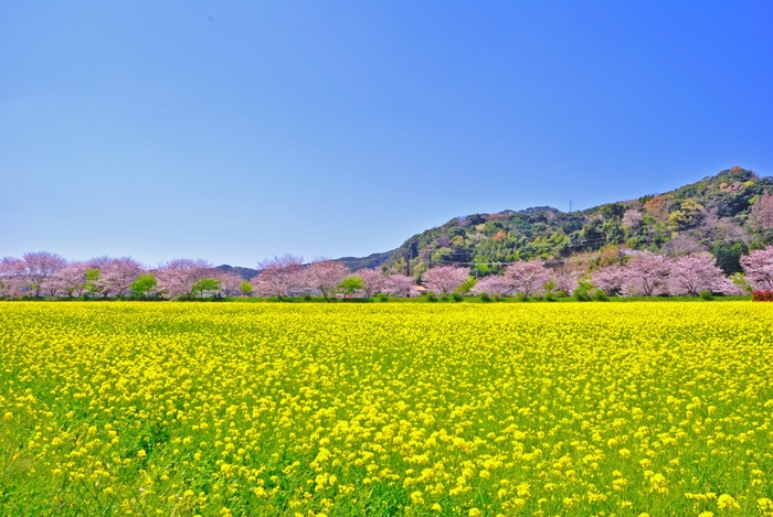 みなみの桜と菜の花まつり「日野の菜の花畑」